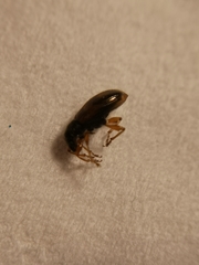 Phyllobius oblongus