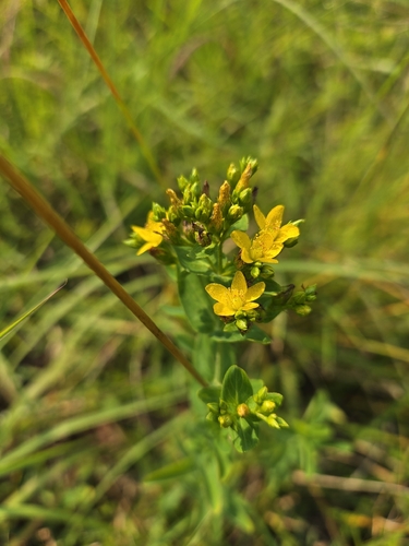 Spotted St. Johnswort (Hypericum punctatum)