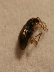 Phyllobius oblongus