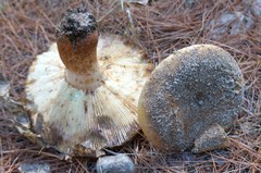Russula mutabilis