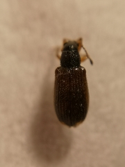 Phyllobius oblongus