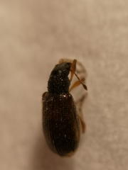Phyllobius oblongus