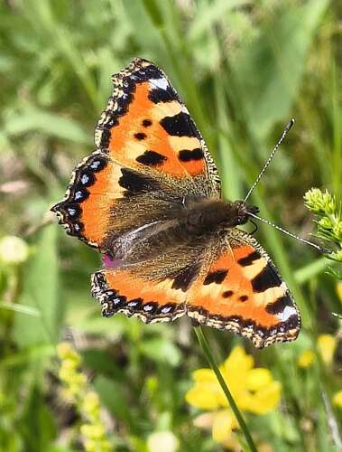 Small Tortoiseshell