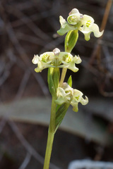 Disperis circumflexa circumflexa