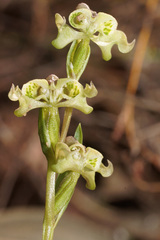 Disperis circumflexa circumflexa