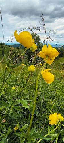 European Globeflower