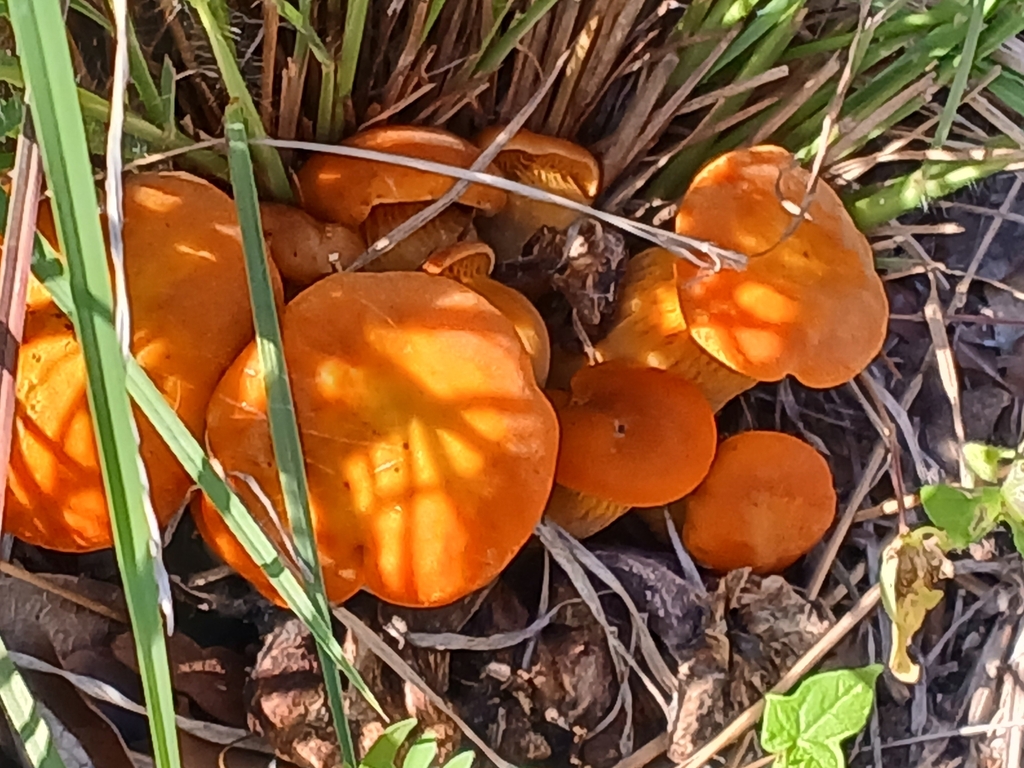 southern jack-o'-lantern · July 2026 · photo: Photo: (c) Rodrigo Osvaldo Borbon Vázquez, some rights reserved (CC BY) · iNaturalist