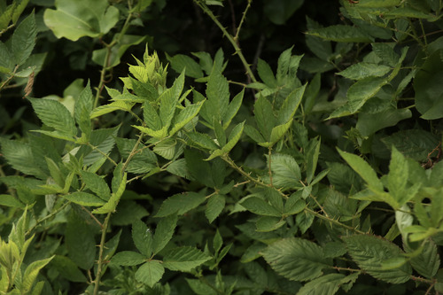 Rubus X gnarus