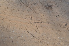 Cathartiformes