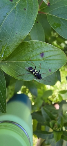 Round-necked Longhorn Beetle