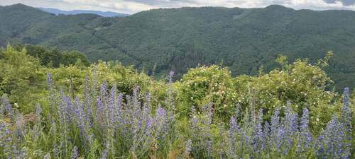 viper's-bugloss