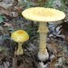 American Yellow Fly Agaric - Photo (c) Erlon Bailey, some rights reserved (CC BY-SA)