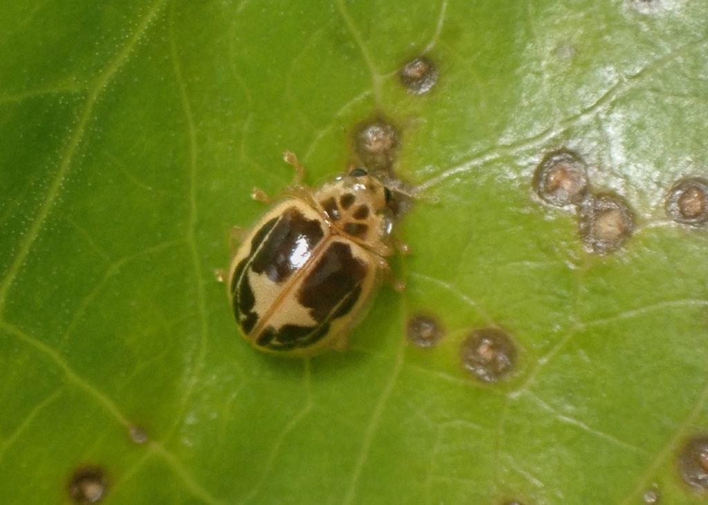 Psyllobora divisa
