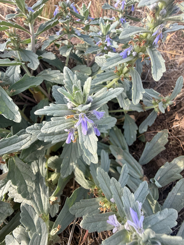 Ajuga integrifolia observed 2026-07-29