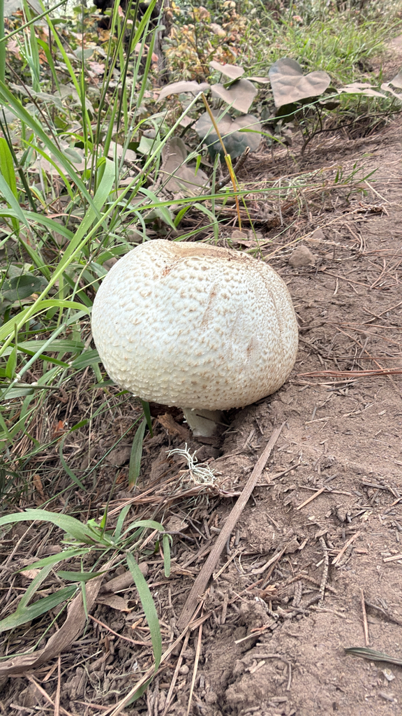 The Prince · July 2026 · photo: Photo: (c) supereffective, some rights reserved (CC BY) · iNaturalist