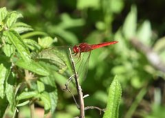 Crocothemis servilia