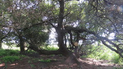 Nectandra angustifolia