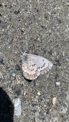 Celastrina lucia