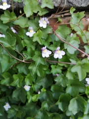 Cymbalaria muralis