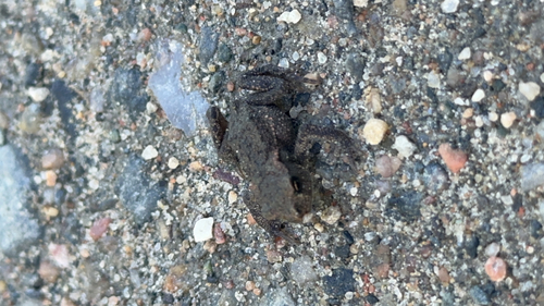 European Toad