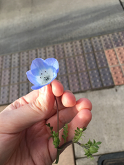 Nemophila menziesii menziesii