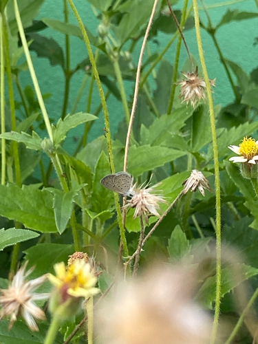 Tiny Grass Blue