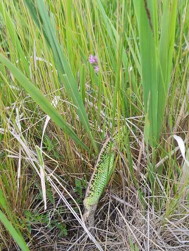 Sand Lizard