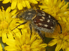 Pachycnema crassipes