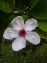 Dillenia philippinensis