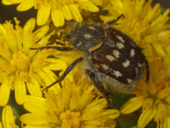 Pachycnema crassipes