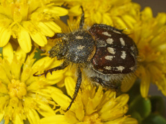 Pachycnema crassipes