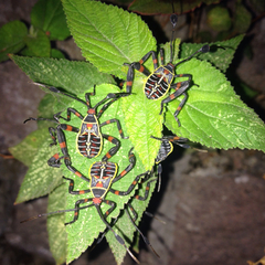 Pachylis acutangulus