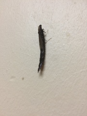 Atractocerus brevicornis