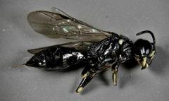 Passaloecus
