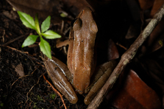 Julian's Frog photo 4