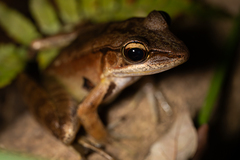 Julian's Frog photo 1