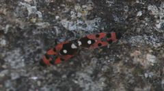 Horvathiolus superbus