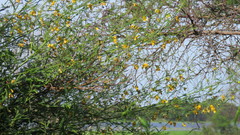 Aeschynomene montevidensis