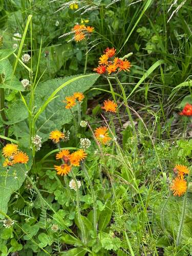 orange hawkweed