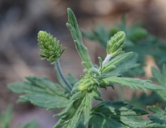 Veronica austriaca dentata