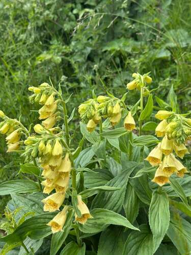 Yellow Foxglove