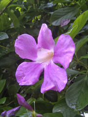 Bignonia