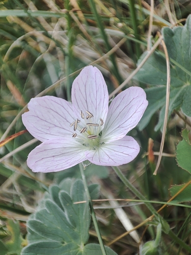 Geranium cinereum, photograph 6