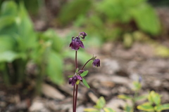 Aquilegia vulgaris