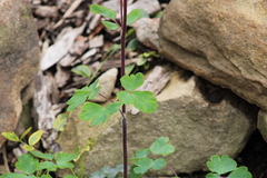 Aquilegia vulgaris