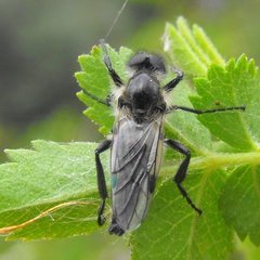 Bibio albipennis