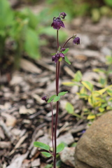 Aquilegia vulgaris