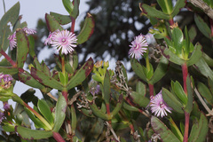 Ruschia strubeniae