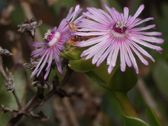 Ruschia strubeniae