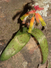 Lachenalia callista